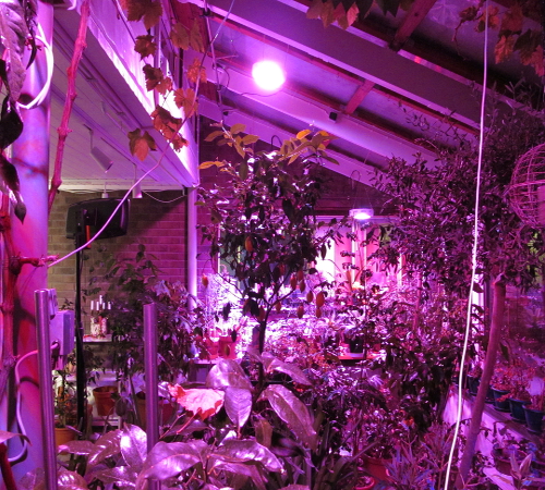 "Vinterbelysning i vinterträdgården"