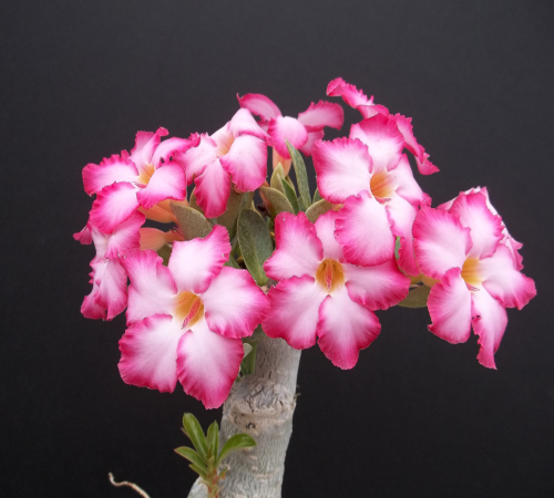 RCN - Rai Che Ne Pan Dok