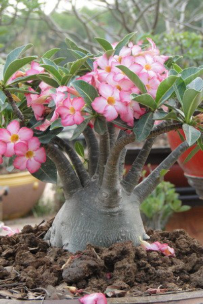 Arabicum Black Giant