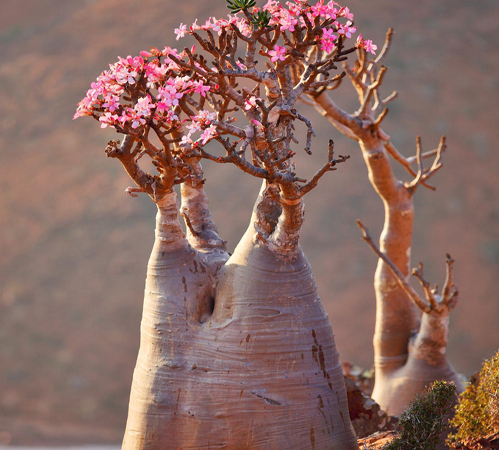 "Multiflorum i naturen"