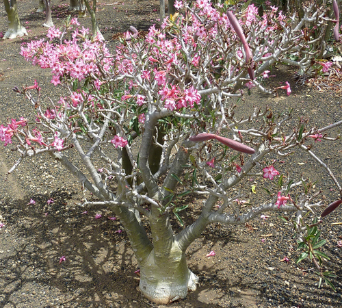 "Somalense i naturen"