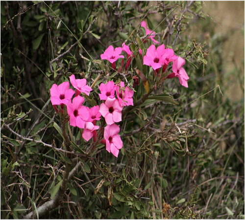 "Swazicum i Kruger Park Sydafrika"